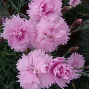 Garofițe cu flori roz bătut - Dianthus plumarius 'Pike's Pink'