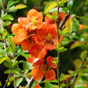 Gutui japonez cu flori portocaliu rosiatic ("Chaenomeles Orange Trail”)