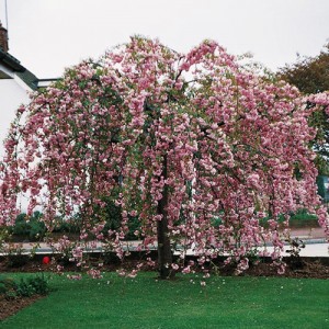 Cireș japonez pendul (Prunus "Kiku-shidare-sakura")