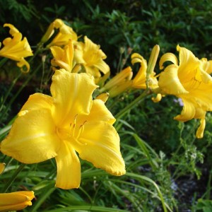 Crin de vară galbenă - Hemerocallis "Mary Todd"