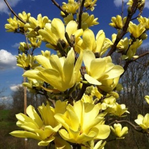 Magnolia cu flori galbene (Magnolia "Yellow Lantern")