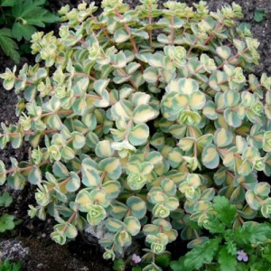 Iarbă grasă variegată (Sedum sieboldii 'Mediovariegatum')