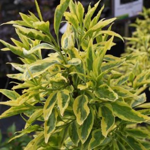 Ploaia de aur variegat  (Forsythia x intermedia "Golden Flames")