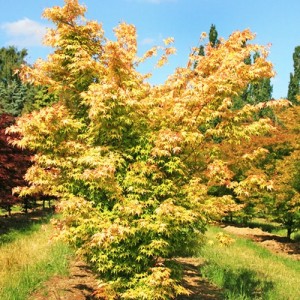 Arțar japonez galben - Acer palmatum 'Katsura'