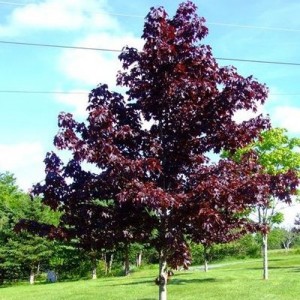 Arțar cu frunza bordo (Acer platanoides 'Crimson King')