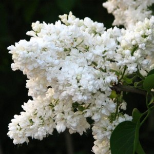 Liliac cu flori albe (Syringa vulgaris 'Emile Lemoine')