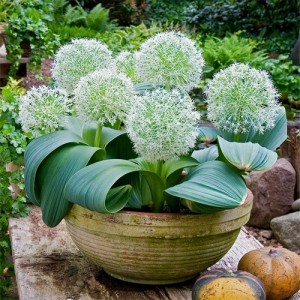 Ceapă ornamentală (Allium karataviense 'Ivory Queen')