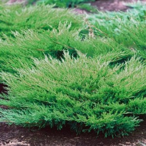 Ienupăr verde (Juniperus horizontalis "Andorra Compacta")