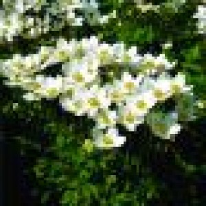 Florea vântului albă (Anemone sylvestris 'Snow White')