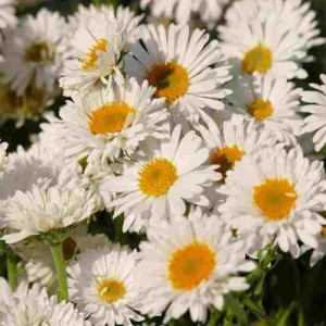 Aster pitic cu flori albe (Aster alpinus 'Albus')