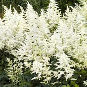 Astilbe cu flori albe (Astilbe chinensis 'Vision in White')