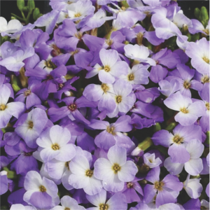 Aubrieta cu flori bicolore (Aubrieta 'Regado Blue White Bicolour')