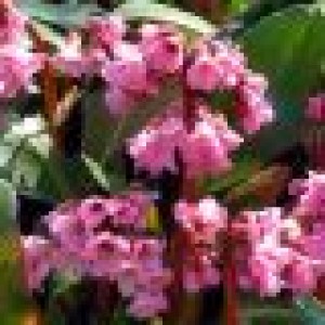 Bergenia cu flori roz (Bergenia 'Rosi Klose')