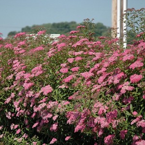 Cununița cu flori roz (Spiraea x bumalda)