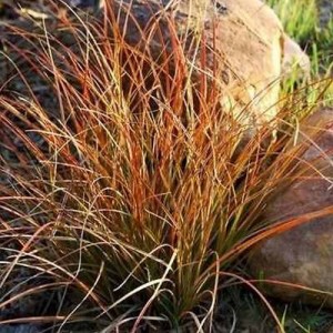 Iarbă ornamentală ruginie (Carex testacea 'Prairie Fire')