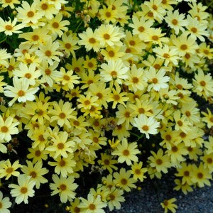 Coreopsis cu flori galbene (Coreopsis "Creme Brulee")