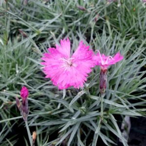 Garofițe roz (Dianthus gratianopolitanus 'Feuerhexe')