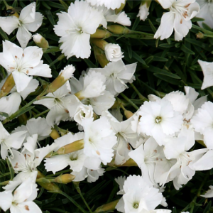 Garofiță pitică albă (Dianthus gratianopolitanus 'La Bourboule White')