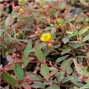 Sunătoare (Hypericum × moserianum "Tricolor")