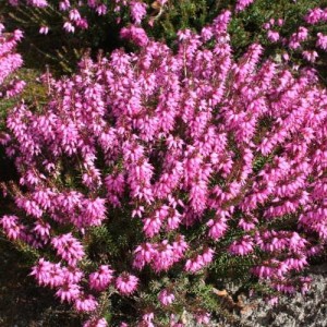 Erica pitică cu florile roz (Erica carnea 'Rosalie')