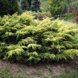 Ienupăr galben (Juniperus chinensis "Saybrook Gold")
