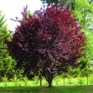 Corcoduș ornamental roșu (Prunus cerasifera "Woody")