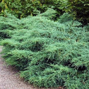 Ienupăr albăstrui (Juniperus virginiana "Silver Spreader")