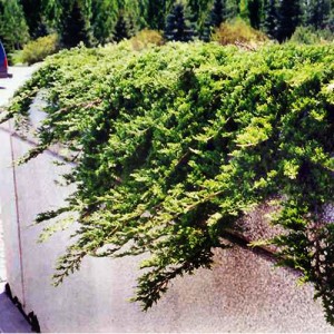 Ienupăr orizontal verde albăstrui (Juniperus horizontalis "Prince of Wales")