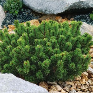 Pin pitic (Pinus mugo "Pumilio")