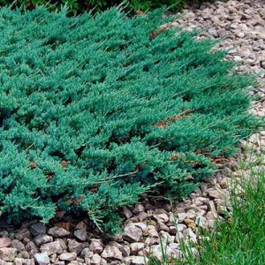 Ienupăr orizontal albăstrui (Juniperus horizontalis "Blue Chip")