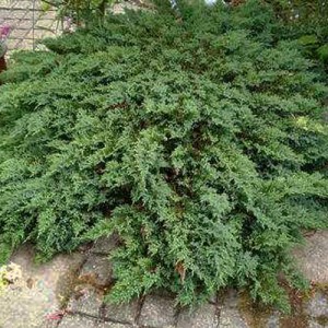 Ienupăr târâtor verde (Juniperus rec. "Prostrata")
