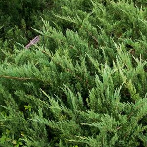 Ienupăr verde (Juniperus sabina "Tiszakurt")