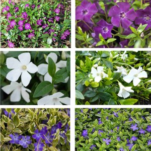 Ofertă vinca 3 bucăți - flori albe, purpurii, albastre