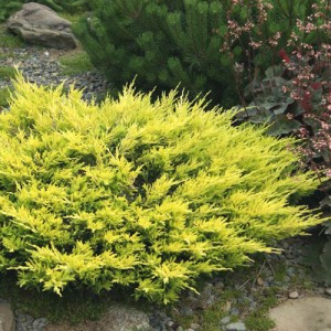 Ienupăr orizontal galben (Juniperus horizontalis "Limeglow")