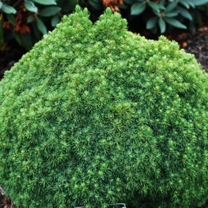 Molid pitic globular (Picea glauca "Alberta Globe")