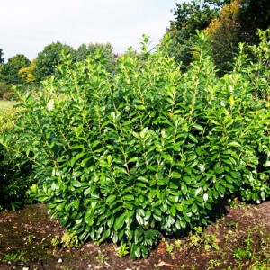 Laur  vesnic verde - Prunus laurocerasus 'Novita'