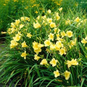 Crin de vară galben (Hemerocallis 'Happy Return')