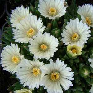 Floare de cristal albă (Delosperma congestum "Alba")