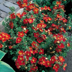 Potentilla cu flori roșii (Potentilla fruticosa 'Red Ace')