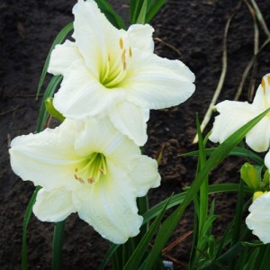 Crin de vară cu flori albe (Hemerocallis 'Cool It')