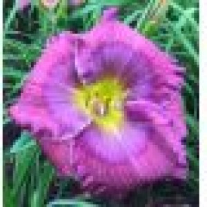 Crin de vară de culoare roz spre mov (Hemerocallis 'Lavander blue Baby')