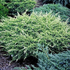 Ienupăr târâtor (Juniperus squamata "Holger")