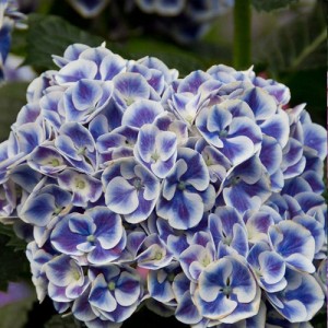 Hortensie cu flori mari albastre - Hydrangea macrophylla "Blauer Zerg"