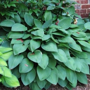 Crin de toamnă verde-albăstrui (Hosta fortunei 'Hyacinthina')