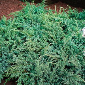 Ienupăr semitârâtor (Juniperus squamata "Hunnetorp")
