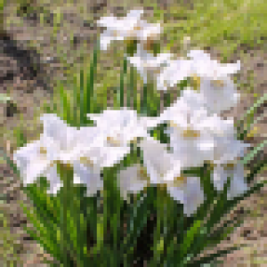 Iris pitic cu flori albe (Iris pumila 'Lilli White')