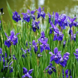 Stânjenel cu florile albastru spre mov (Iris louisiana)