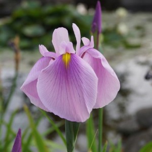 Stânjenel japonez cu florile roz (Iris laevigata 'Rose Queen')