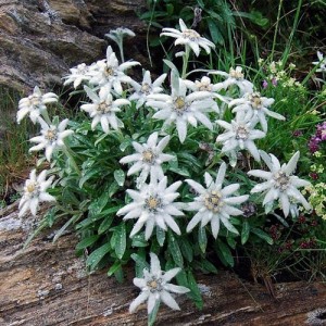 Floarea de colț (Leontopodium alpinum 'Mont Blanc')