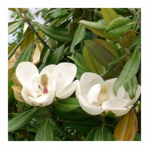 Magnolia veșnic verde ("Magnolia grandiflora")